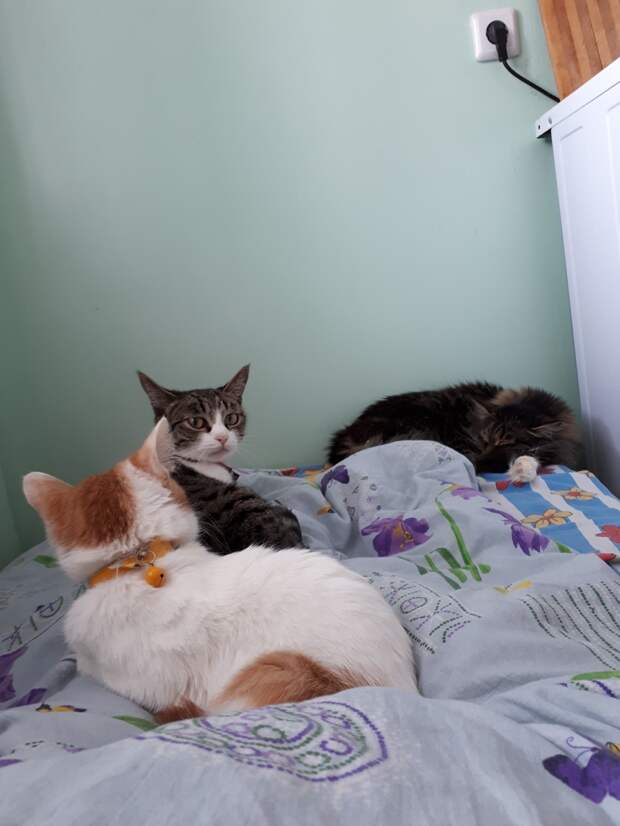 трое котов