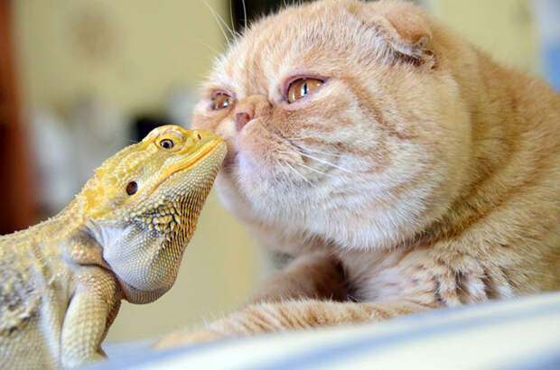 unusual-animal-friendship-cat-iguana__700