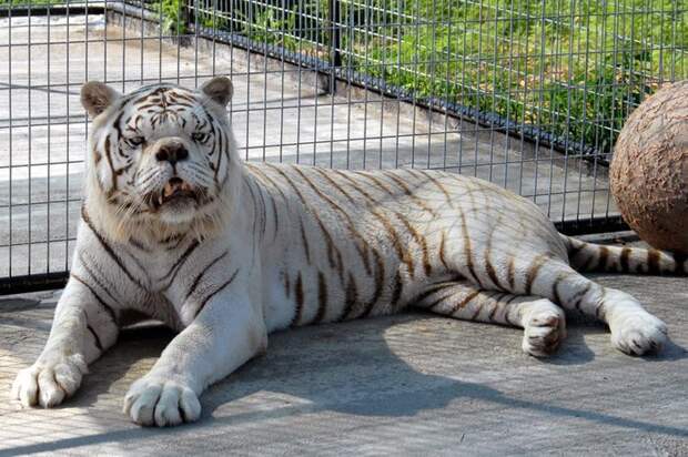 О чем молчат зоопарки: несчастные изгои белых тигров в мире, дефект, животные, зоопарк, мутация, тигр