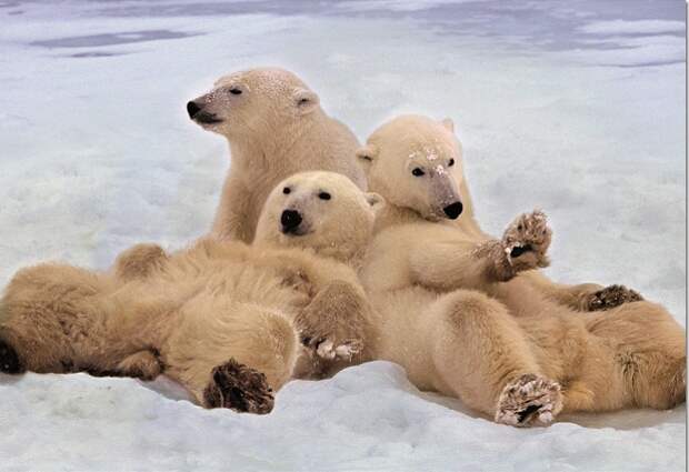 27 февраля - Международный День Белого Медведя