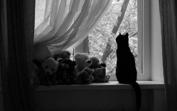 одинокая кошка