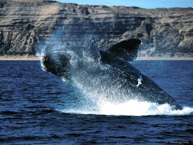 Гладкий кит (Eubalaena), фото животные картинка
