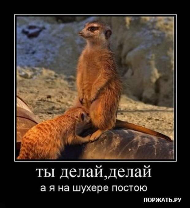 искали демотиваторы?