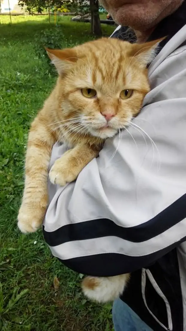 котик в гипсе. котёнок без задних лап. коты с улицы до и после. кот после травмы. кошки с больными лапками.