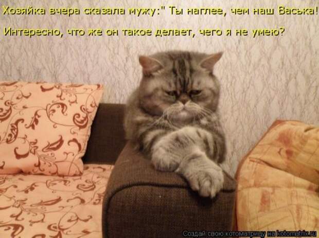 Котоматрица на Бугаге (37 фото)