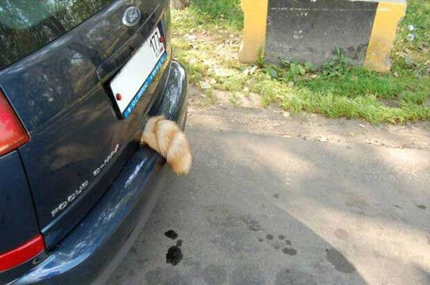 Такое может быть только в России (65 фото)