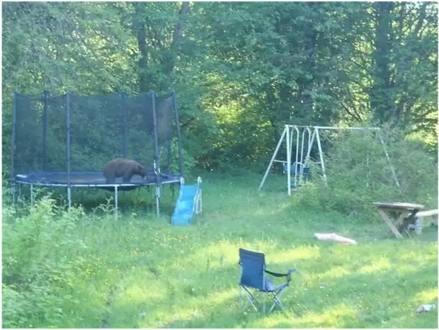 Забавные медведи и медвежата