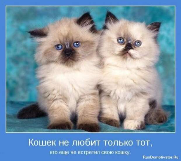 Картинки мотиваторы интересные цитаты.