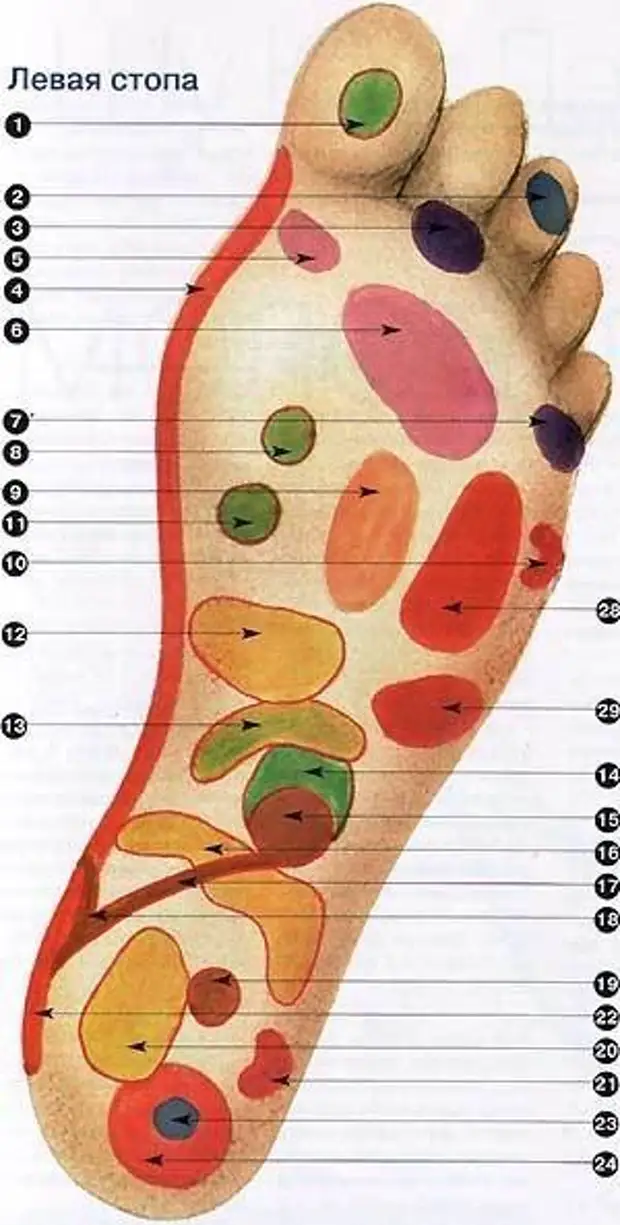 Карта стопы по органам