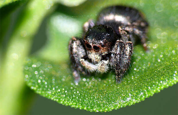 паук