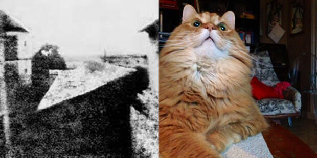 фотографии кошки