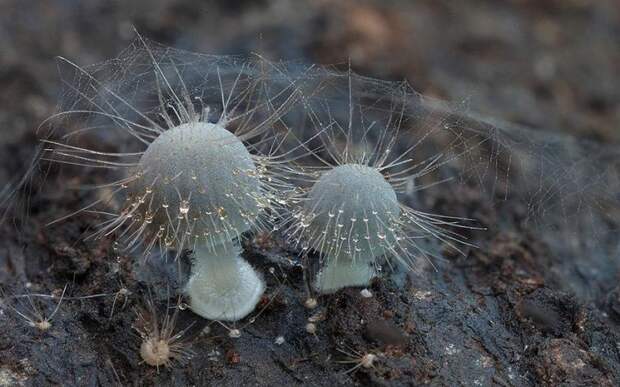 Стив Аксфорд, Steve Axford, красивые грибы, фотографии грибов, необычные грибы