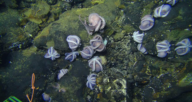 ocean octopuses