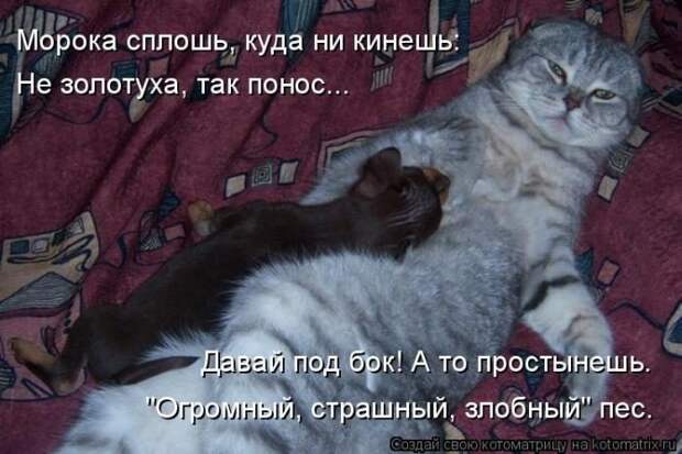 Лучшие котоматрицы недели