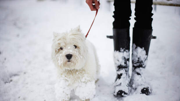 Кинолог Голубев: в мороз прогулки с собакой нужно свести к минимуму