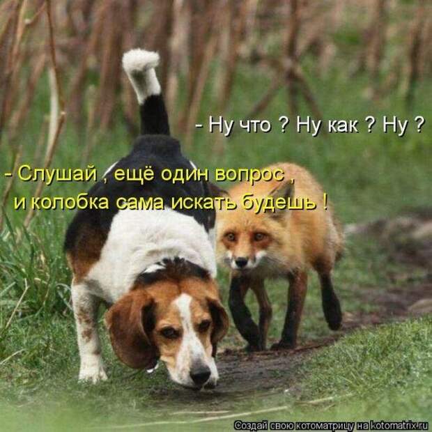 Лучшие котоматрицы - прикольные картинки Лучшие котоматрицы - прикольные картинки