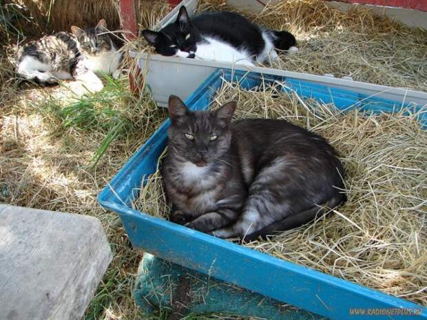 Коты в коробках, сумках, банках и прочих емкостях