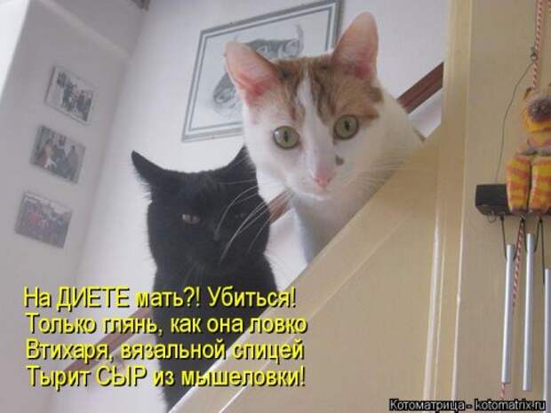 Свежая котоматрица (36 фото)