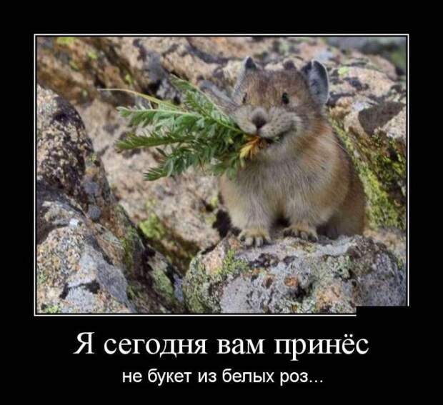 Пятничная подборка демотиваторов демотиваторы, юмор