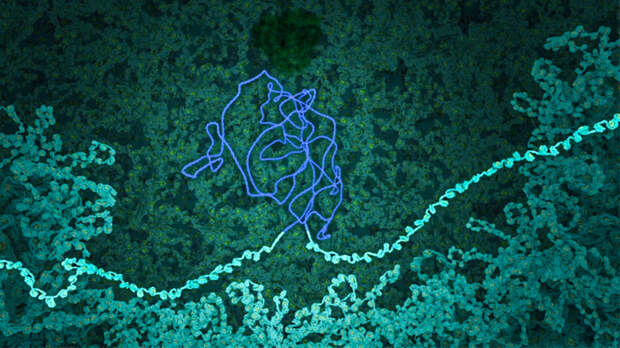 Нить ДНК ВИЧ (голубая) встраивается в ДНК человека.