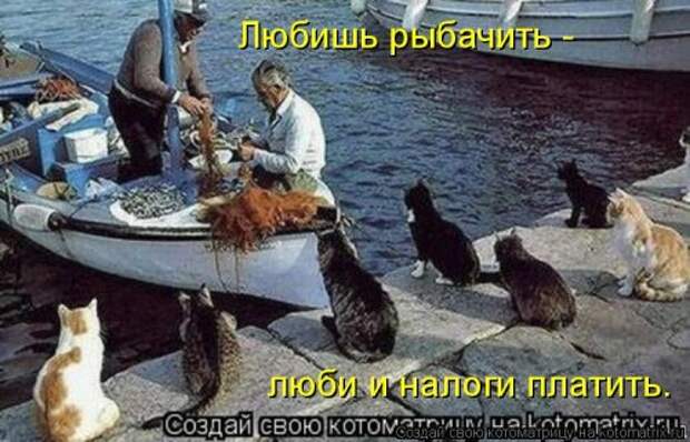 Свежая котоматрица (36 фото)