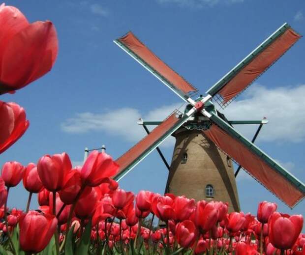 Цветущие тюльпаны (33 фото)