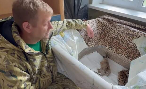 В Крыму сразу две тигрицы отказались от своих детенышей