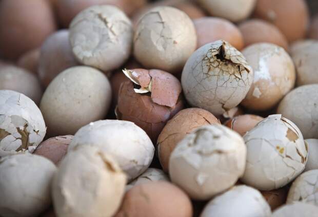 hard-boiled-egg