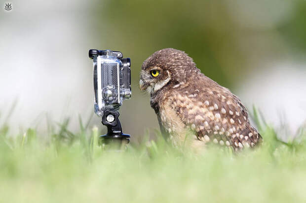 Звери против фотоаппарата 2