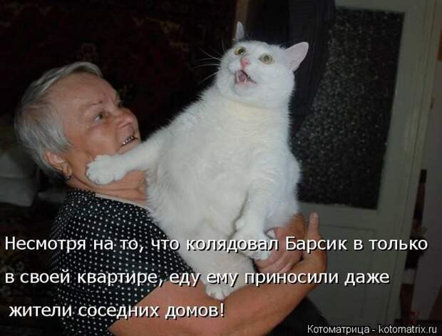 Лучшие котоматрицы недели (50 фото)