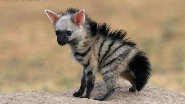 aardwolf, земляной волк