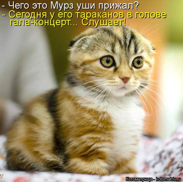 Котоматрица: - Чего это Мурз уши прижал? - Сегодня у его тараканов в голове гала-концерт... Слушает!