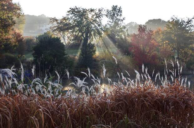 The winners of garden photography the International Garden Photographer of the Year 07