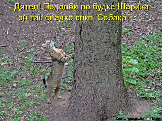 Котоматрица: - Дятел! Подолби по будке Шарика – он так сладко спит. Собака!