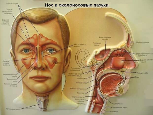 Заболевания носа