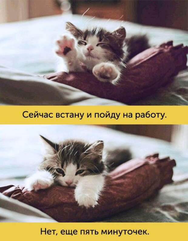 15 котов, мимике которых можно только позавидовать 15 котов, мимике которых можно только позавидовать животные, коты, факты
