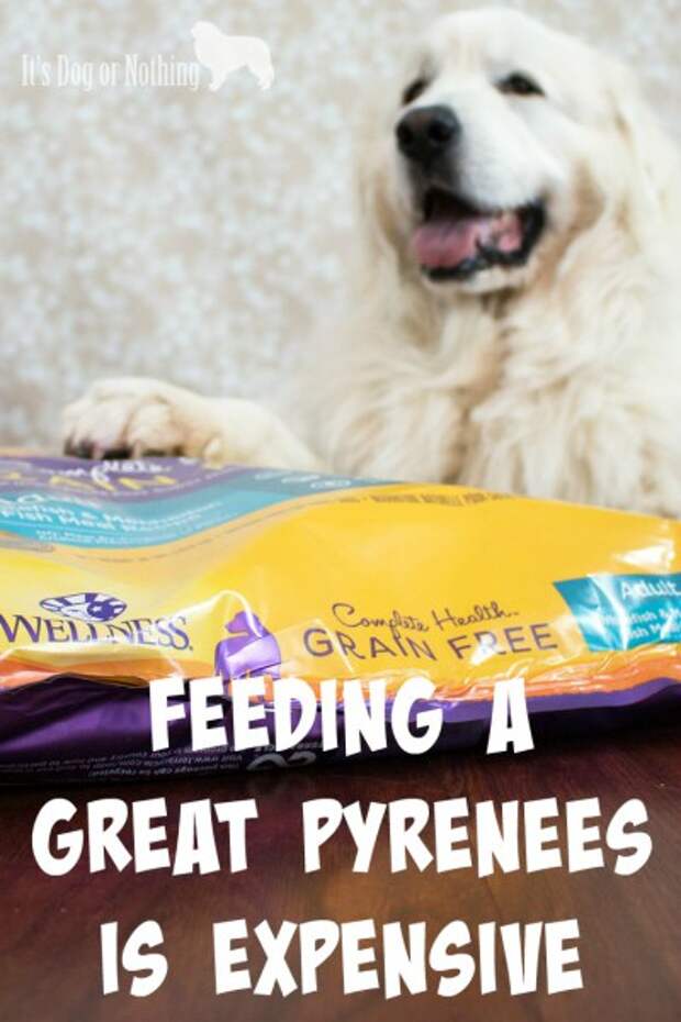 One of the first things I'm always asked about Great Pyrenees is, "How much do they eat?" Today, I'm answering that question and giving my recommendation for the perfect food.
