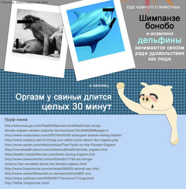 Вся правда об оргазмах оргазм, факты