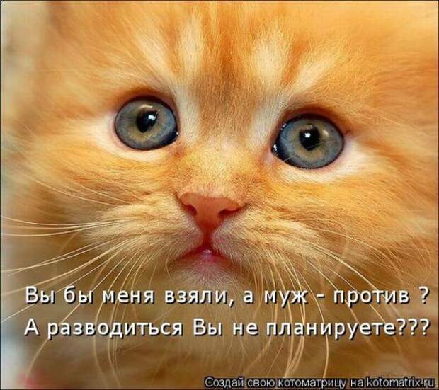 Котоматрица