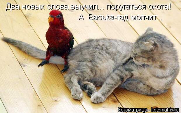 Котоматрица: Два новых слова выучил... поругаться охота! А  Васька-гад молчит...