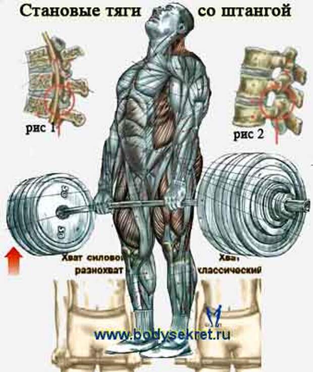 Становая тяга мышцы. Мышцы задействованные в становой тяге. Мышцы при становой тяге. Мышцы при становой тяге со штангой.