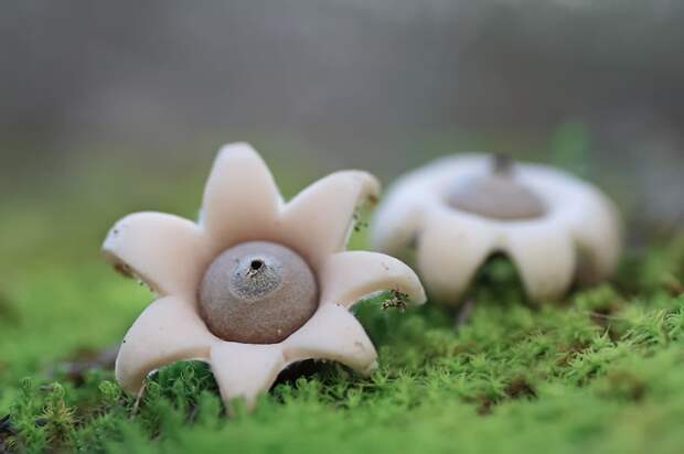 14. Geastrum minimum Звездовик. 14. Geastrum minimum Звездовик. грибы, интересное, фото