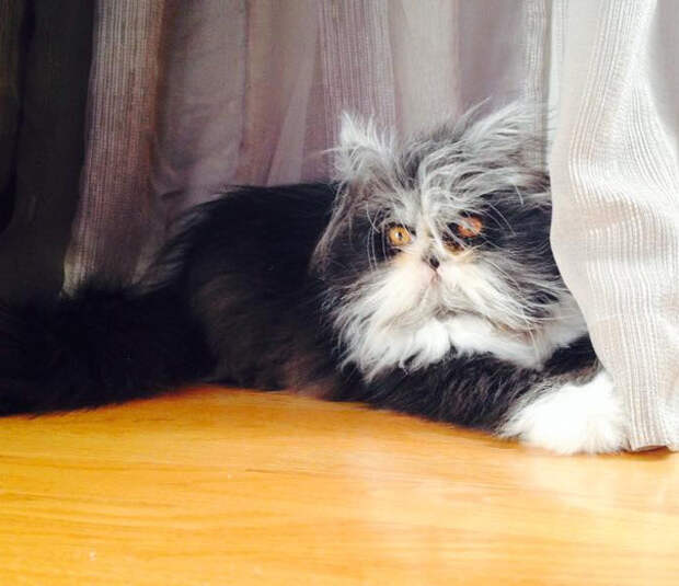 кот со страшным взглядом 
