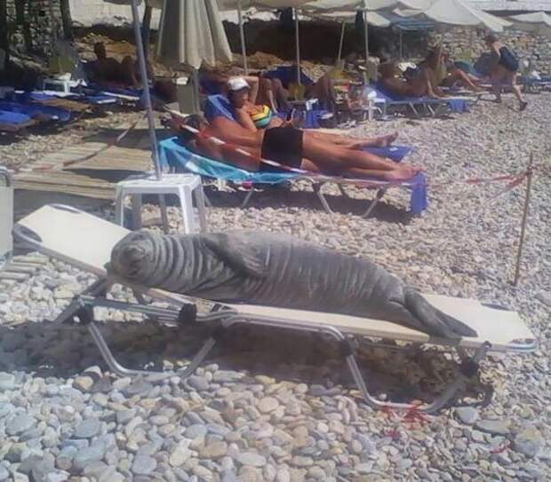 Ее зовут Арджило. и местные жители держат для нее на пляже специальный лежак Вот это ДА, забавно, находки, неожиданности, пляжи, смешно, странные вещи, удивительное рядом
