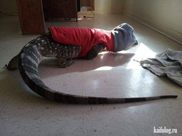 Необычные домашние животные (55 фото) Необычные домашние животные (55 фото)