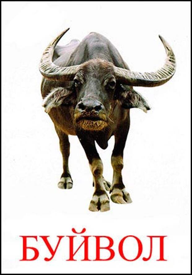 буйвол картинка для детей