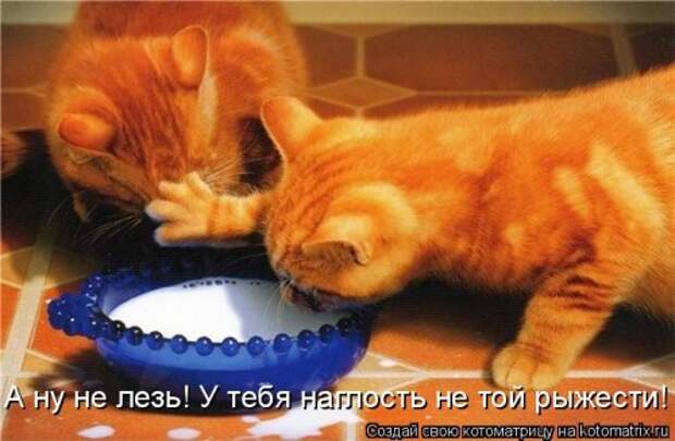 Новая котоматрица для хорошего настроения (32 фото)