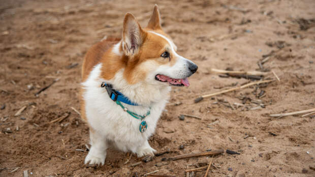 В России могут ввести обязательную регистрацию домашних животных