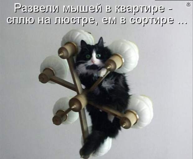 Забавные и жизнерадостные звери 11
