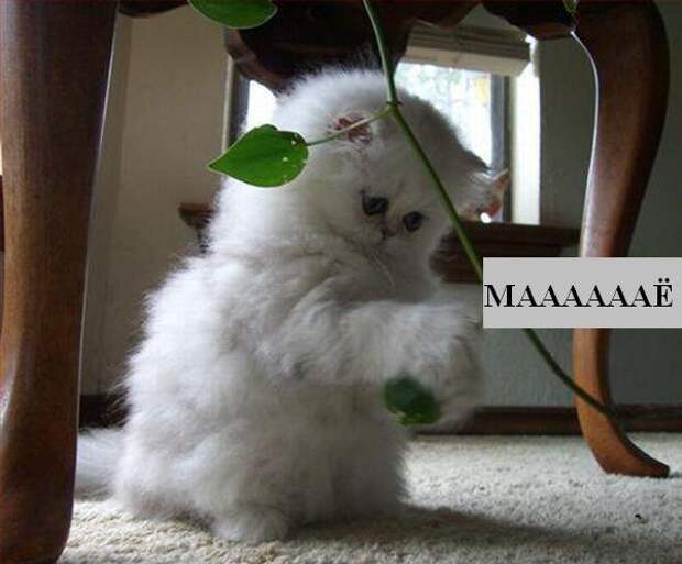 Мысли :) (50мыслей)